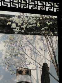 春訪蘇園，邂逅玉蘭花