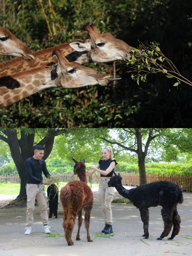 夏休みの上海野生動物園は大盛り上がり！動物たちの水遊び+夜間モードは本当に面白いですね〜
