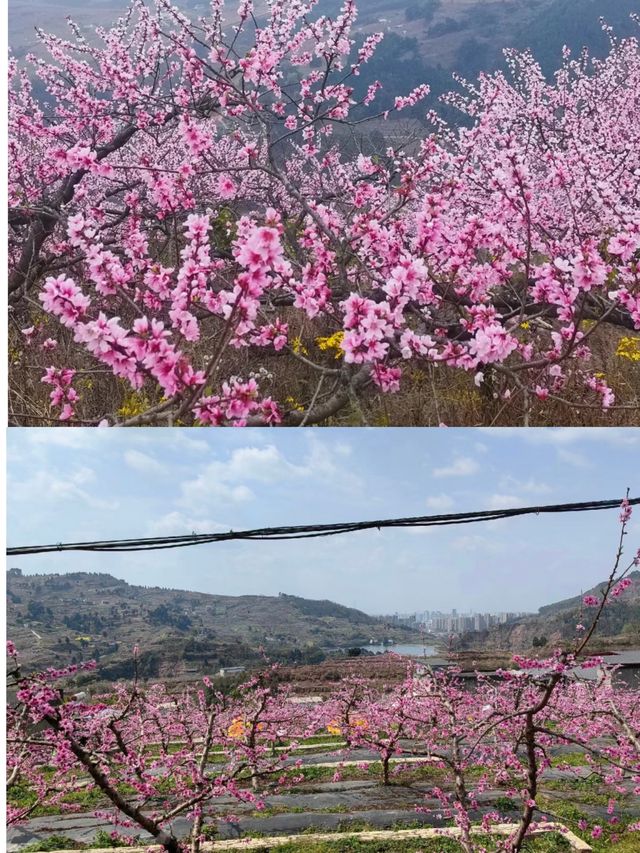 在成都，最美的桃花在這裡