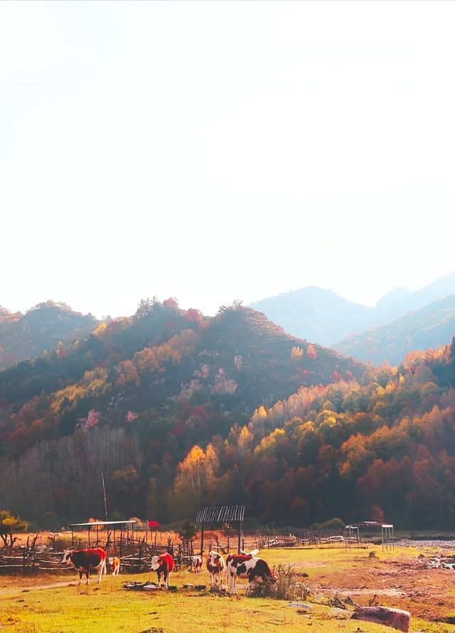 山西秋景|太原周邊遊隨手拍出片
