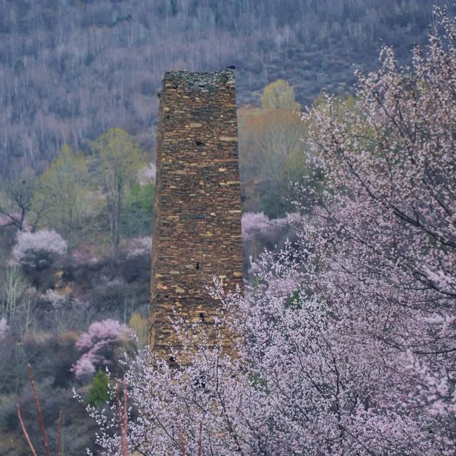 中路藏寨|花開丹巴 為梨而來花開丹巴為梨而來