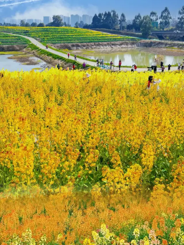 The Colorful Canola Flower Sea in Sansheng Township, Chengdu | A Dreamlike Oil Painting