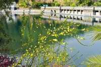 莫負春光好韶華，越西豈止油菜花開