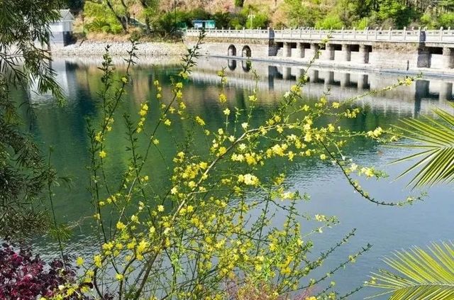 莫負春光好韶華，越西豈止油菜花開