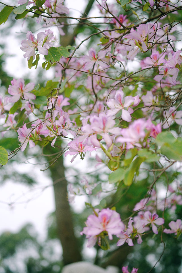 春遊記｜花開實況！大學城賞花踏青遛娃露營