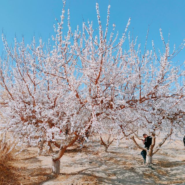 托克遜杏花園必去景點，你都打卡了嗎？