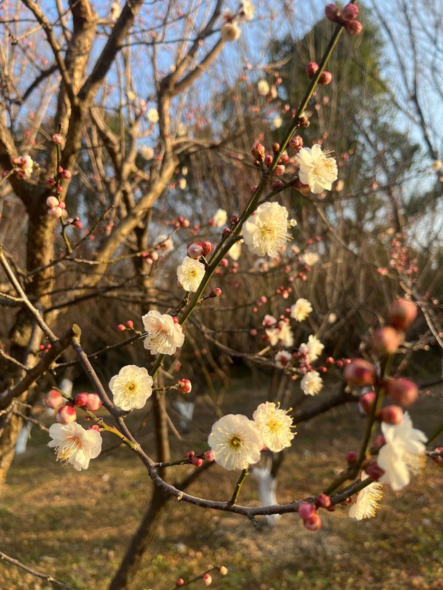 杭州｜植物園｜二月賞梅好去處