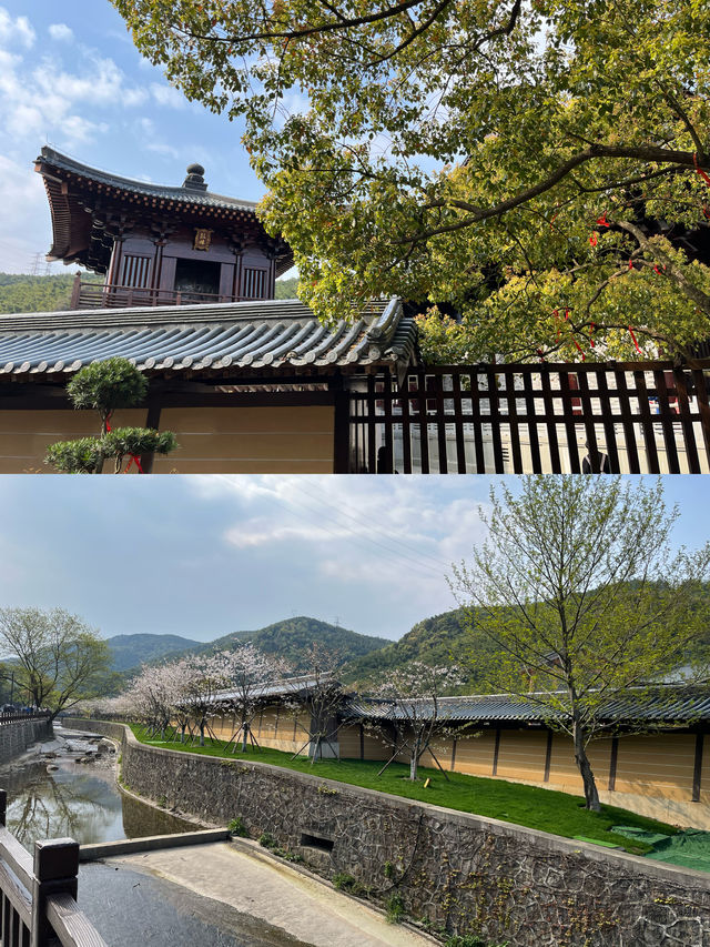 上海周邊自駕遊 九龍湖香山教寺的櫻花