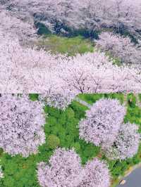 長沙｜櫻花大道·晚安文化公園
