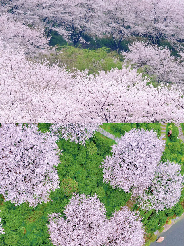 長沙｜櫻花大道·晚安文化公園