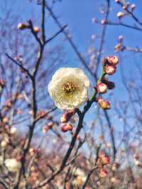 四處觀賞梅園，玉梅、紅梅、杏花齊放