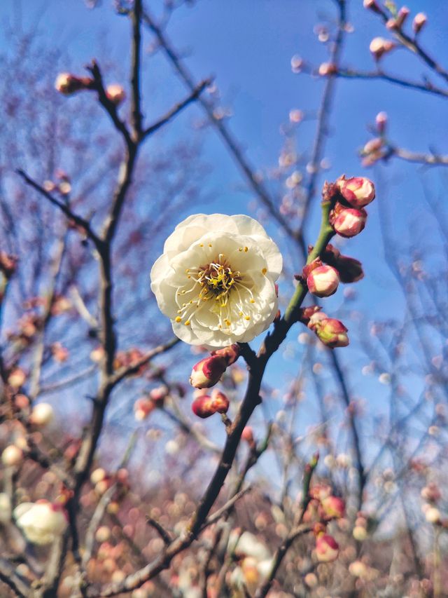 四處觀賞梅園，玉梅、紅梅、杏花齊放