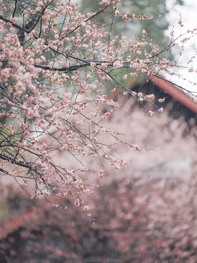 นี่แหละคือฤดูใบไม้ผลิของเมืองเฉิงตู ที่วัดชิงหยางกงได้มีฝนพลูมลายตกลงมา