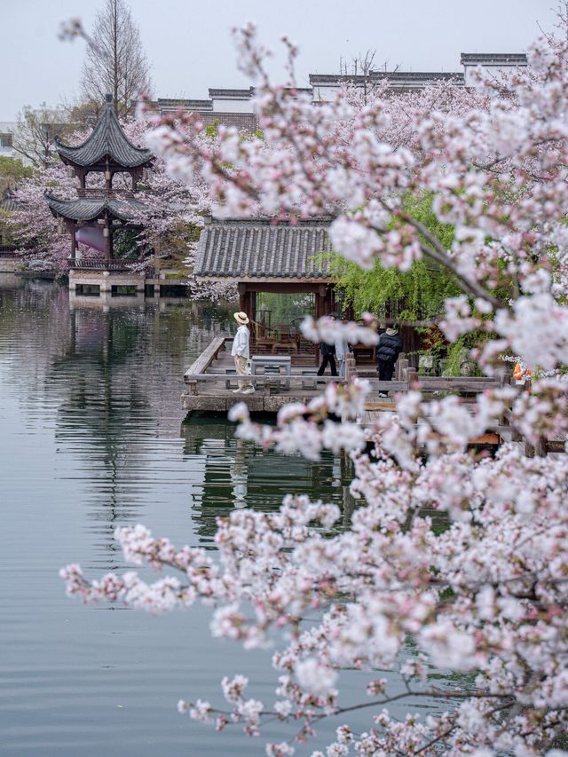 春日限定杭州櫻花打卡！