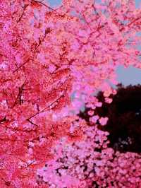 春風十里，不如黿頭渚的櫻花與你相遇