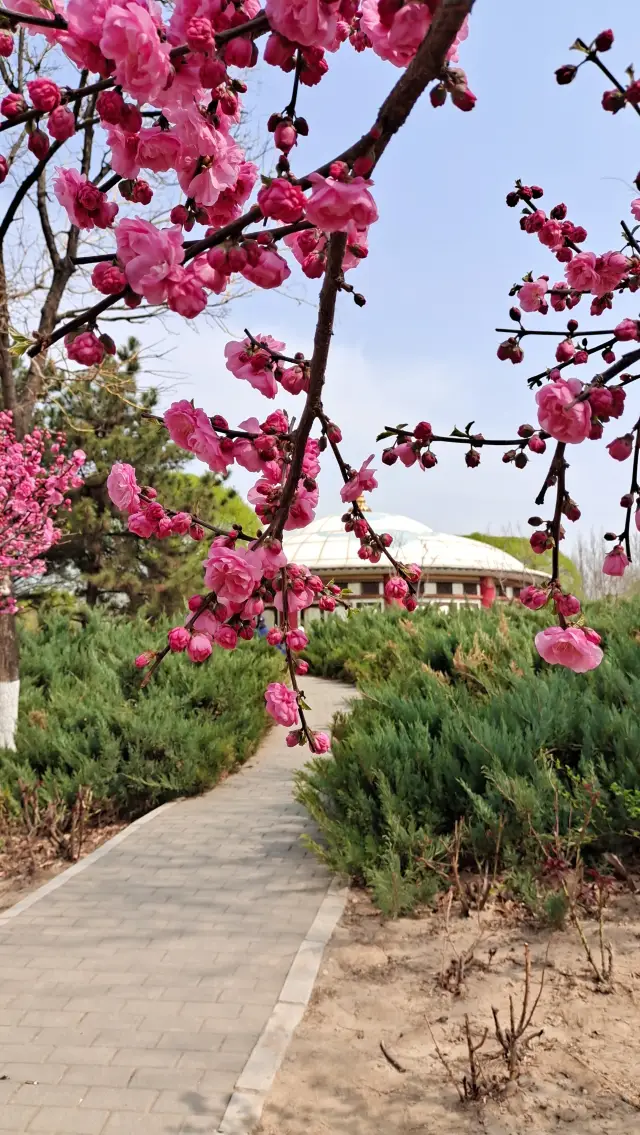 北京の園博園は春の花で満開です