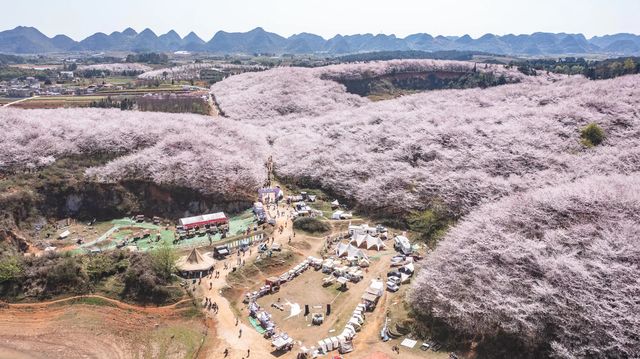 探訪地球上最大最美的櫻花園