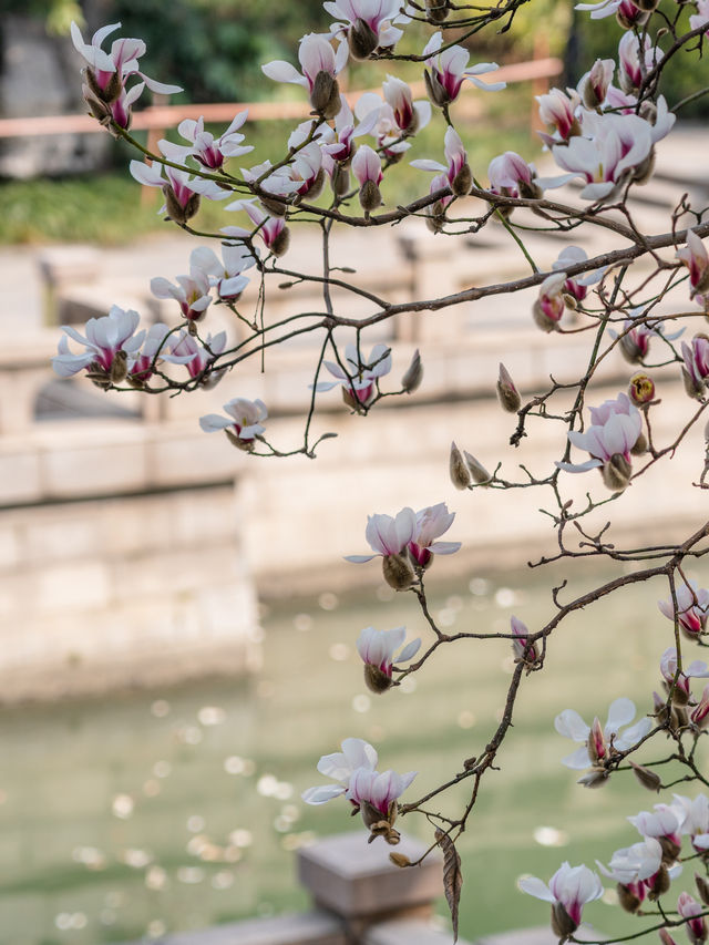 常州玉蘭花地圖三月頂流