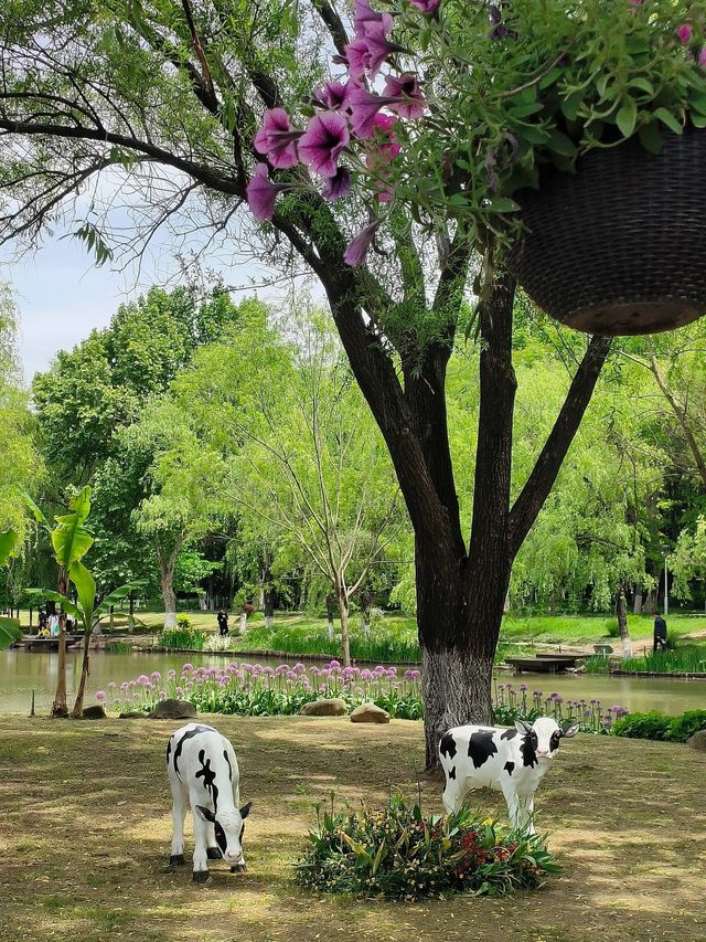 南京綠博園｜來打卡向日葵和花海啦