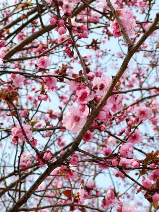 천진 주변 여행｜정해 숲 공원·봄날 한정 색상