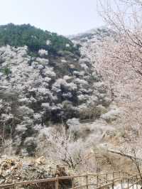 湖門村漫山桃花朵朵開！！