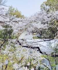 日本旅行！適合春季賞櫻的大阪城公園