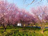 顧村公園的賞櫻季到啦