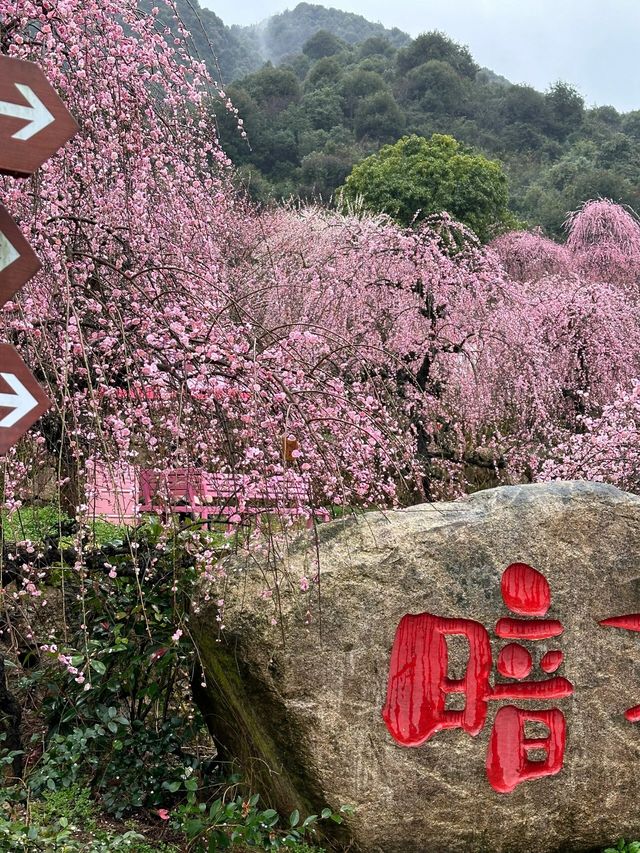 葛仙村｜“來這兒過幾天神仙生活”真的嗎