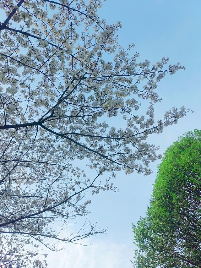 春光燦爛，櫻花綻放，如雲似雪