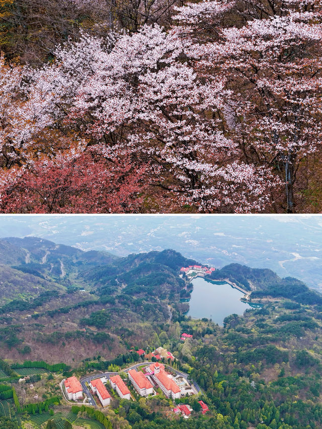 春遊廬山｜3天2夜超實用攻略｜森系旅行