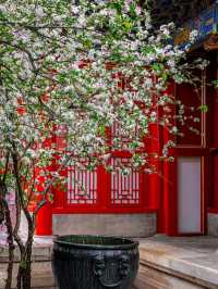 花筑奢·北京｜四月北京美成了紫禁城！在春風中靜看海棠花看