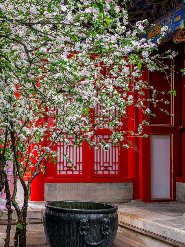 花筑奢·北京｜四月北京美成了紫禁城！在春風中靜看海棠花看