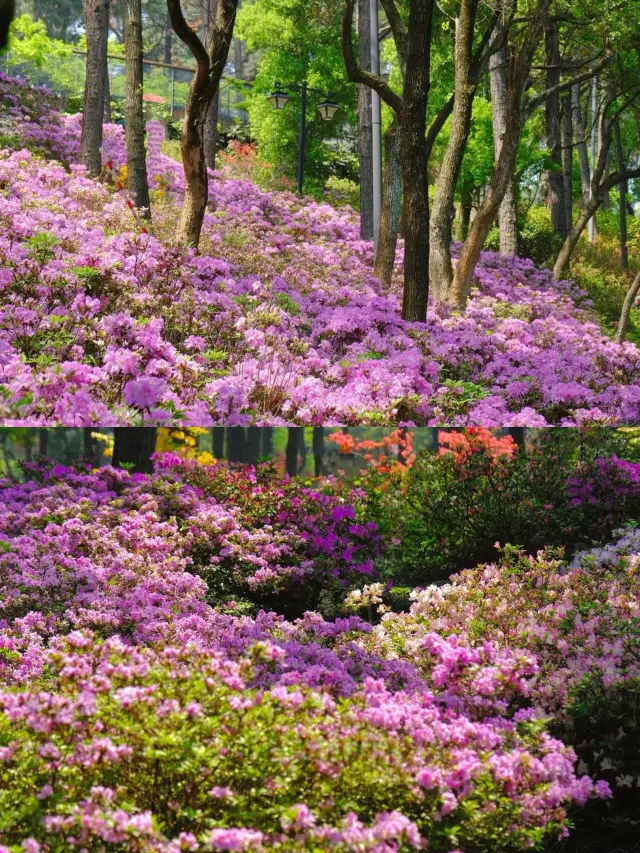 Hangzhou has really gone next level with its free Monet Garden!