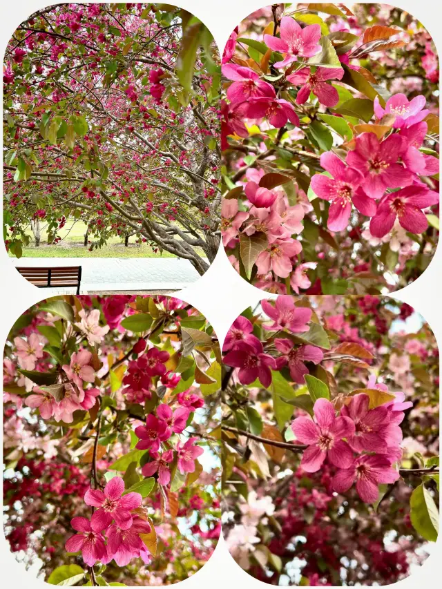 春風十里、海棠の花が咲く景色には及ばない！