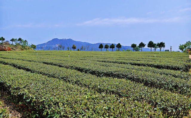 大地春歌在泉州安溪旅遊感受茶園新綠