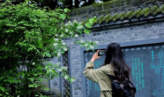 優雅花中和平使者|太平花盛開