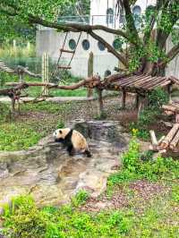 重慶｜打卡國寶—熊貓寶寶｜重慶動物園你玩得可真花啊！