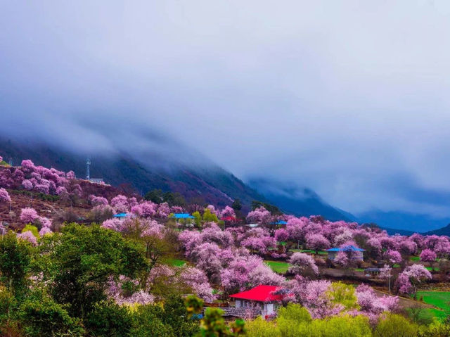 Spring Bliss in Tibet's Linzhi 🌸🏔️