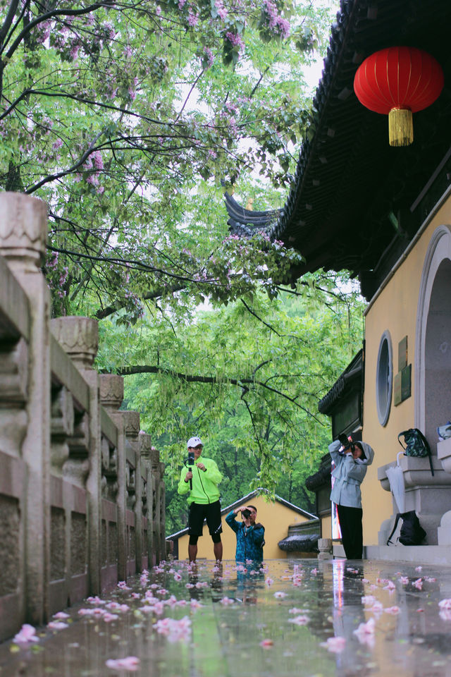 赴約常熟清涼寺百年楸樹開花