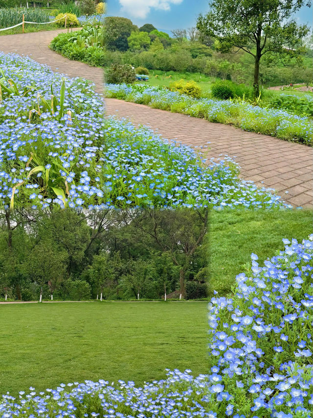 南京的莫奈花園！ | 這也太浪漫了…