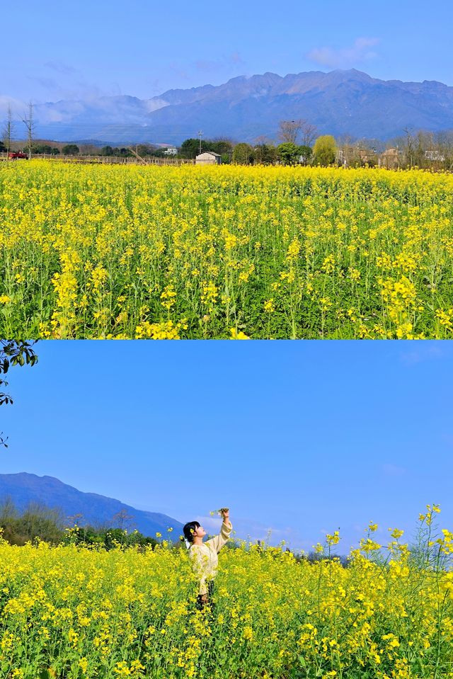 桂林·龍井村風景區丨春天來全州龍井賞油菜花海