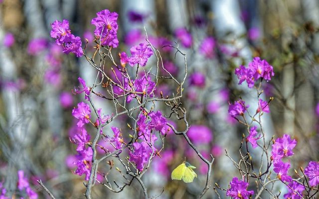 在「罕山父親」的懷抱中怒放：扎魯特的五月鮮花