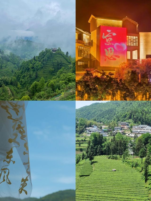 最令人驚喜的是那一望無際的茶園