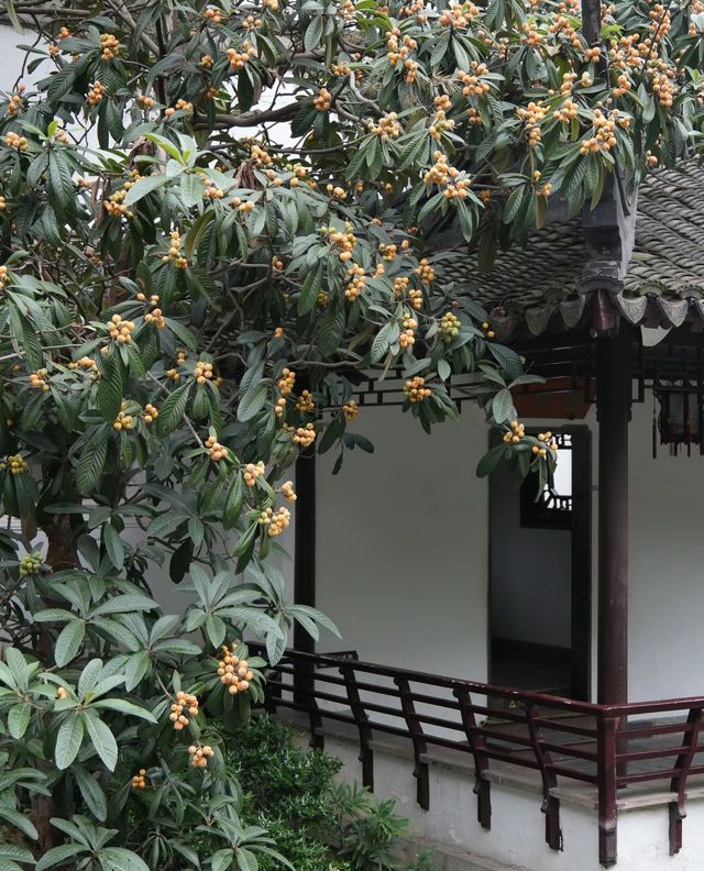 南京|一樹枇杷一樹金，江南真在詩畫裡