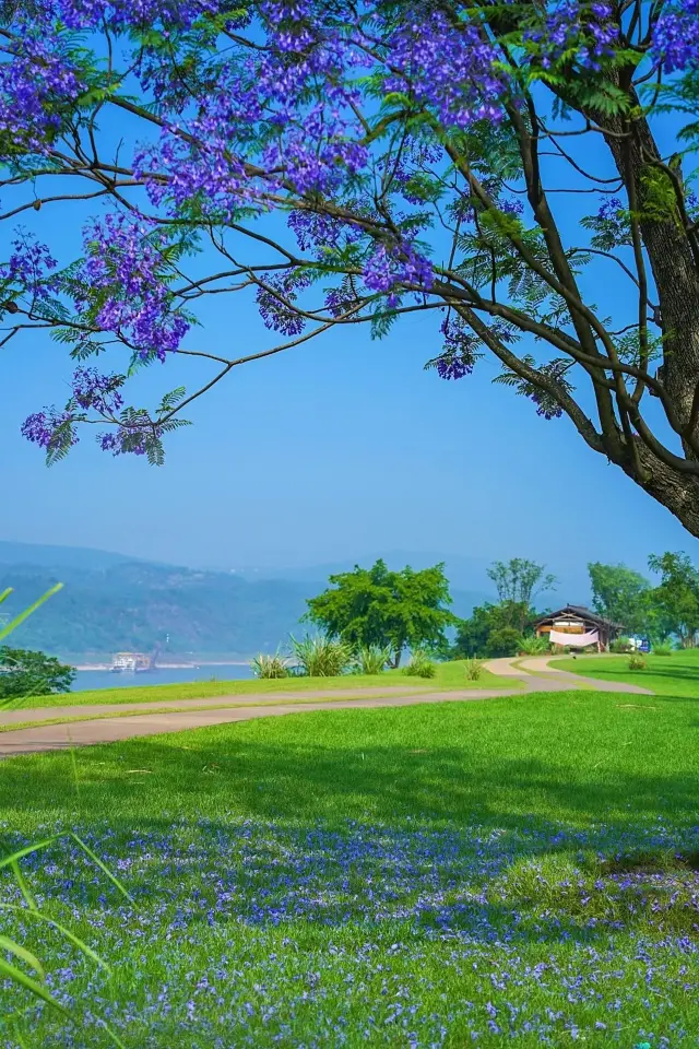 Go! Come to Guangyang Island for a purple romance encounter