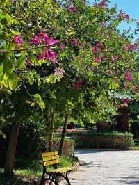 楚雄龍江公園，被睡蓮環繞的休閒好去處