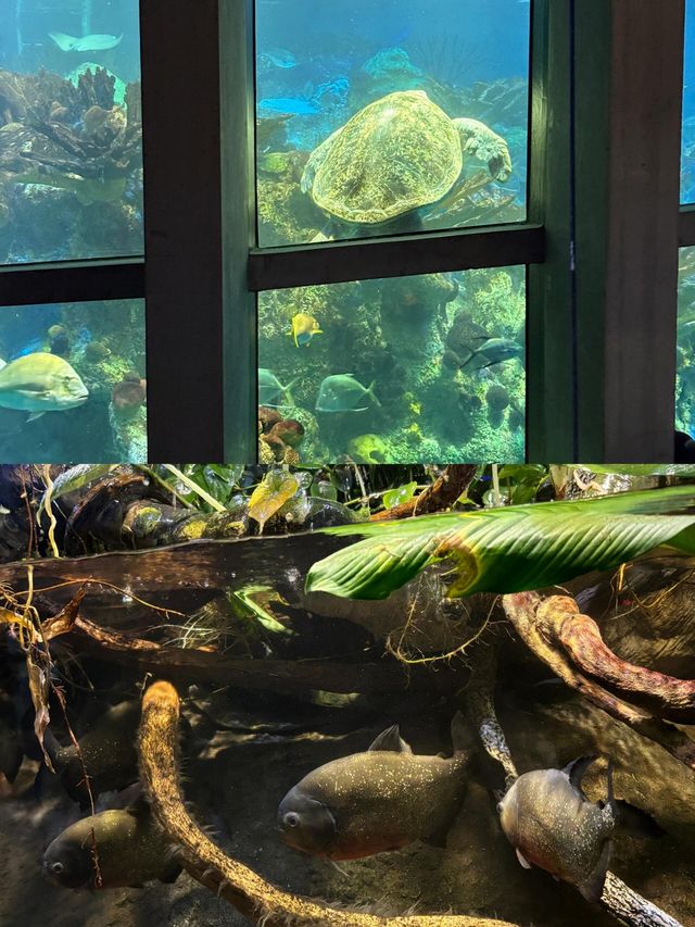 波士頓新英格蘭水族館體驗