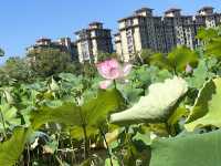 夏日荷花別樣紅，相約在永康香樟公園看荷