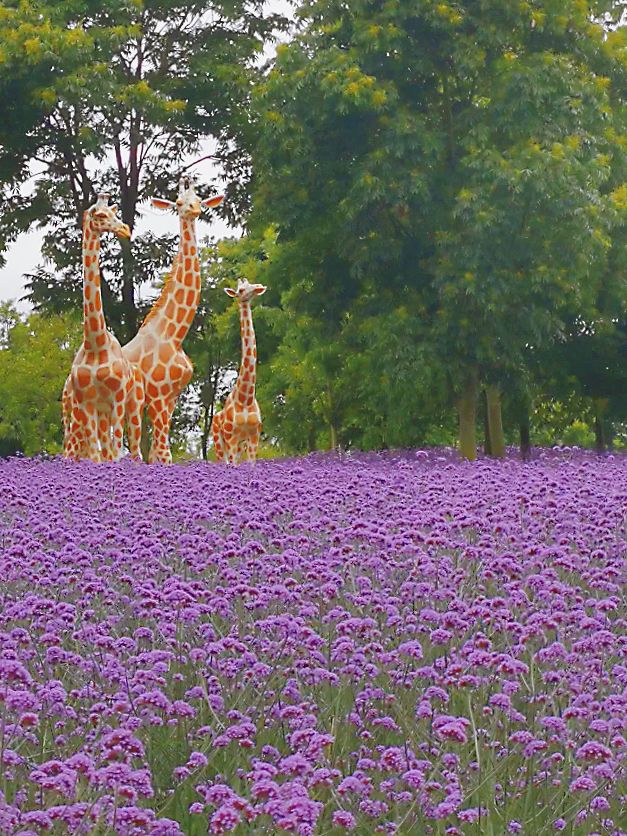 上海夏日超美絕絕紫，去這3家公園就能找到