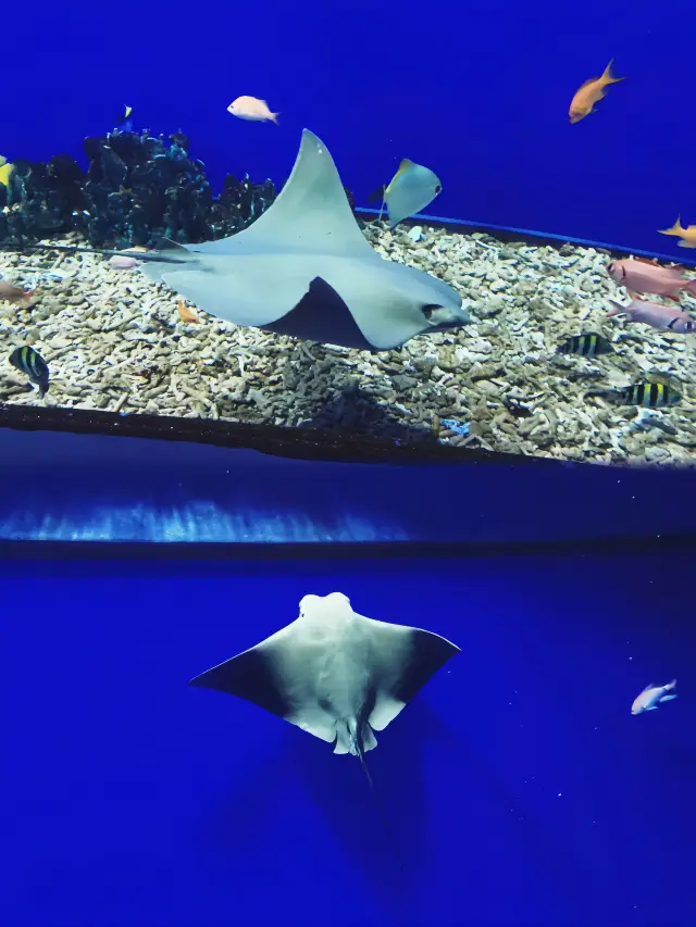 大阪海游館：不去後悔！